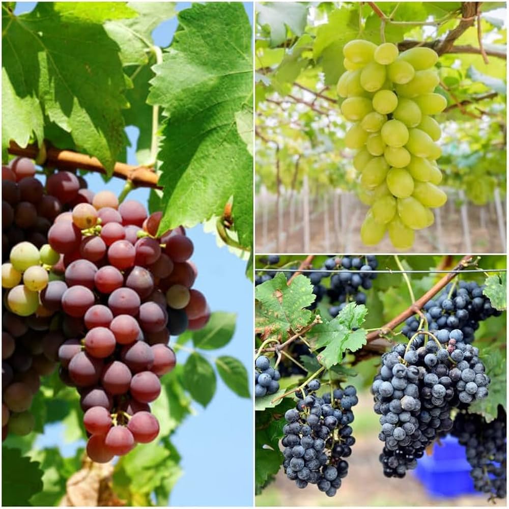 Mixed Trauben Fruit Planting Seeds Collection
