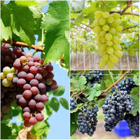 Mixed Trauben Fruit Planting Seeds Collection