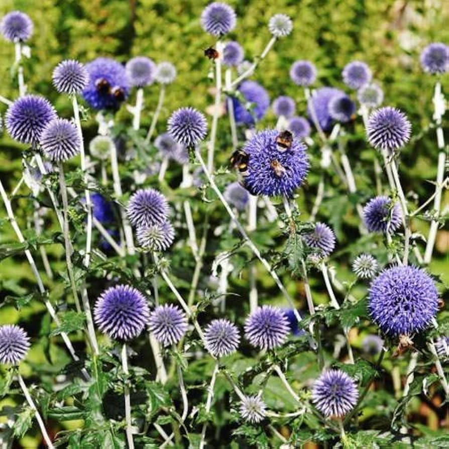 Echinops Ritro Flower seeds for Planting Perfect for Borders Heirloom & GMO Free Seeds for Home Garden 
 
 Sale