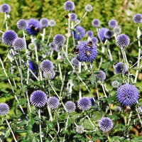 Echinops Ritro Flower seeds for Planting Perfect for Borders Heirloom & GMO Free Seeds for Home Garden 
 
 Sale