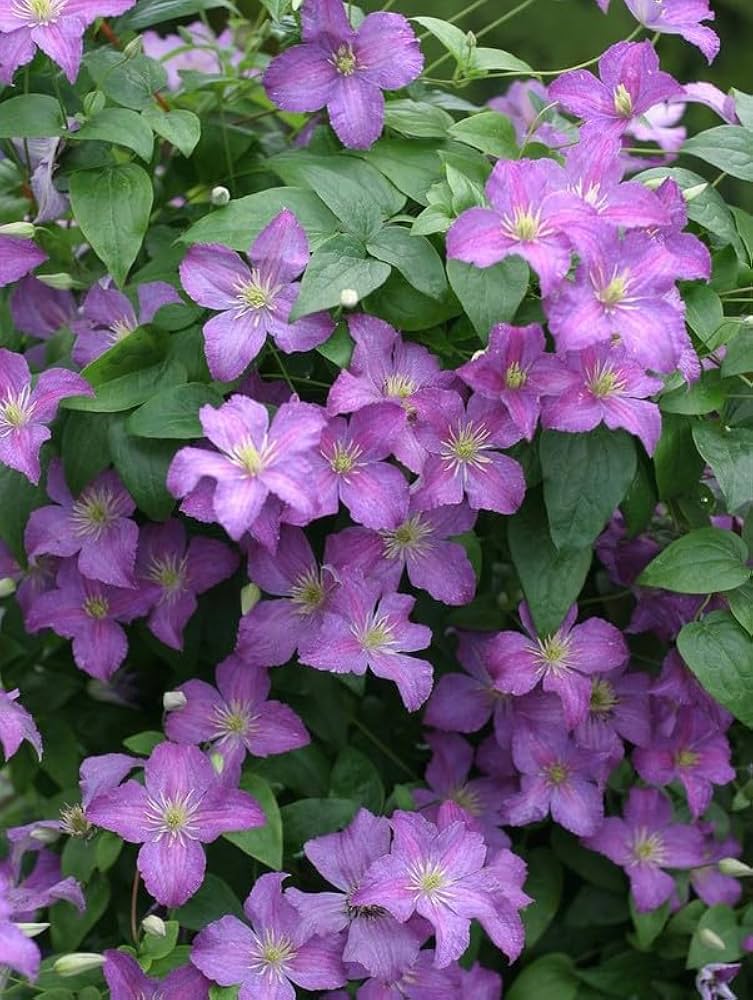 Clematis Purple Flower Seeds for Planting flower bed garden