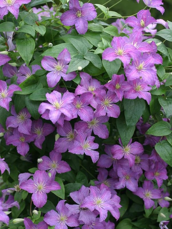 Purple Clematis Flower seeds for Planting Long Bloom Season Heirloom & GMO Free Seeds for Home Garden