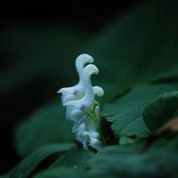 Blue Swan Flower seeds for Planting - Compact Growth, Heirloom & GMO Free Seeds for Home Garden