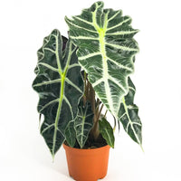 Alocasia Flower seeds for Planting - Wildflower Mix, Heirloom & GMO Free Seeds for Home Garden