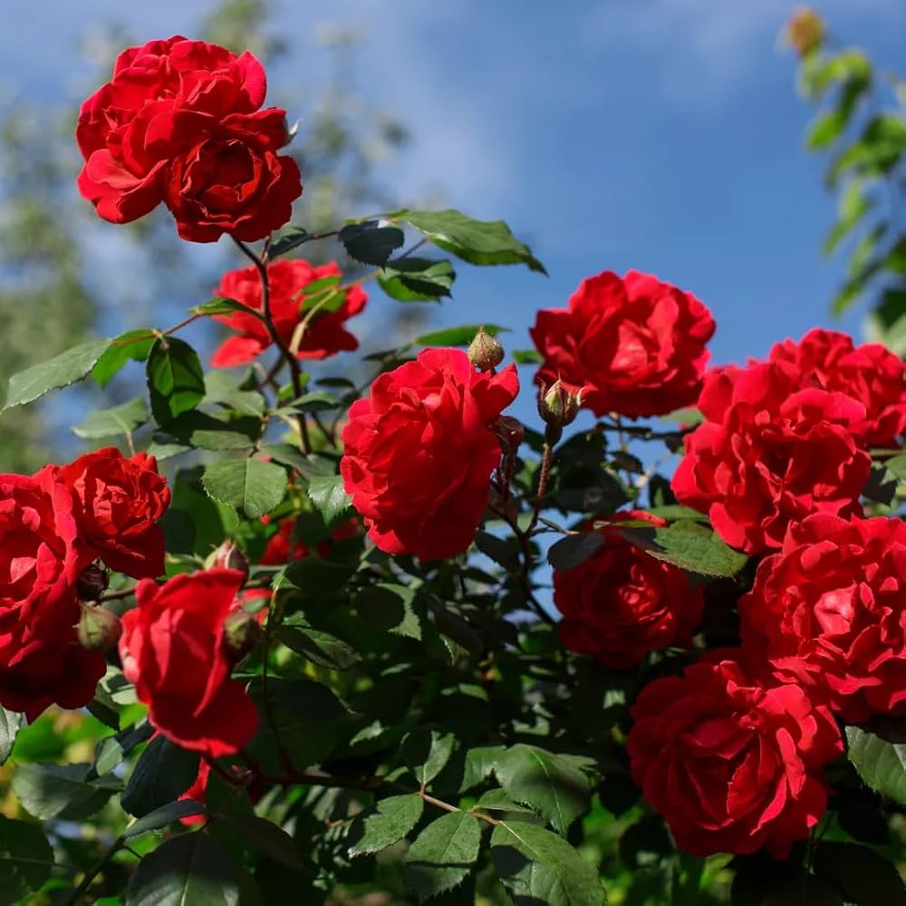 Fragrant Red Rose Flower seeds for Planting - Vibrant Colors, Heirloom & GMO Free Seeds for Home Garden
