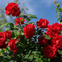Fragrant Red Rose Flower seeds for Planting - Vibrant Colors, Heirloom & GMO Free Seeds for Home Garden