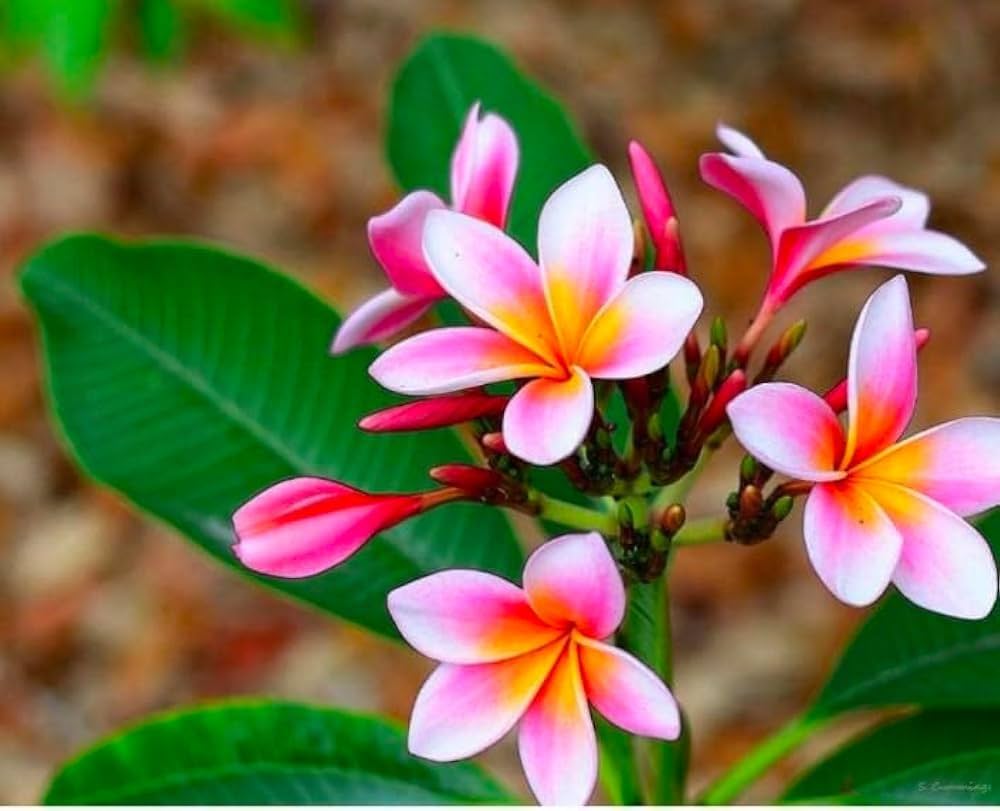 Frangipani Flower seeds for Planting Perfect for Borders Heirloom & GMO Free Seeds for Home Garden