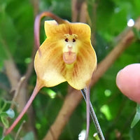 Monkey Orchid Seeds for Planting  Unique Mixed Collection
