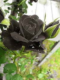 Black Rose Seeds for Dark, Elegant Garden Blooms