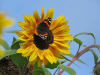 Sunflower Mix Seeds for Colorful Summer Blooms