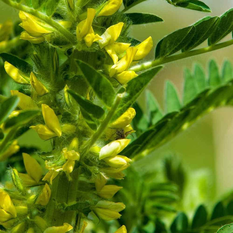 Yellow Astragalus Flower seeds for Planting - Cut Flower Favorite, Heirloom & GMO Free Seeds for Home Garden
 
 Sale for planting in home garden
