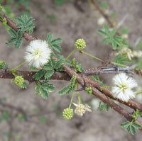 Light Green Acacia Flower Seeds for Planting Drought Tolerant Heirloom & GMO Free Seeds for Home Garden
 
 Sale