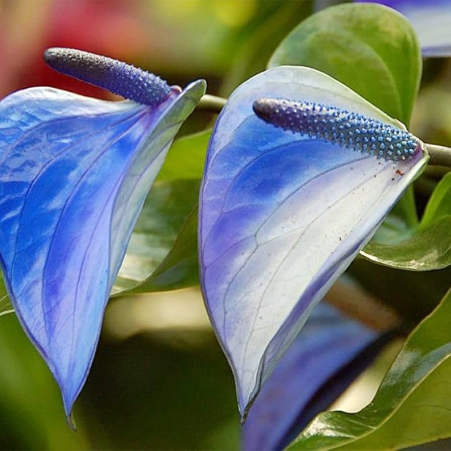 Sky Blue Yellow Anthurium Flower seeds for Planting - Vibrant Colors, Heirloom & GMO Free Seeds for Home Garden