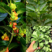 Green Withania Somnifera Seeds for Planting: Cultivate Your Own Medicinal Herb