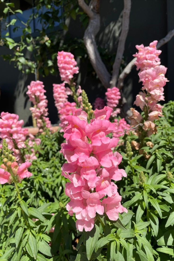 Pink Antirrhinum Flower Seeds for Planting Bright Blooms Heirloom & GMO Free Seeds for Home Garden
 
 Sale