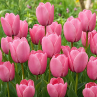 Baby Pink Tulip Flower seeds for Planting - Hardy Variety, Heirloom & GMO Free Seeds for Home Garden