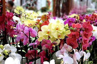 Mixed Phalaenopsis Orchid Flower seeds for Planting Shade Tolerant Heirloom & GMO Free Seeds for Home Garden