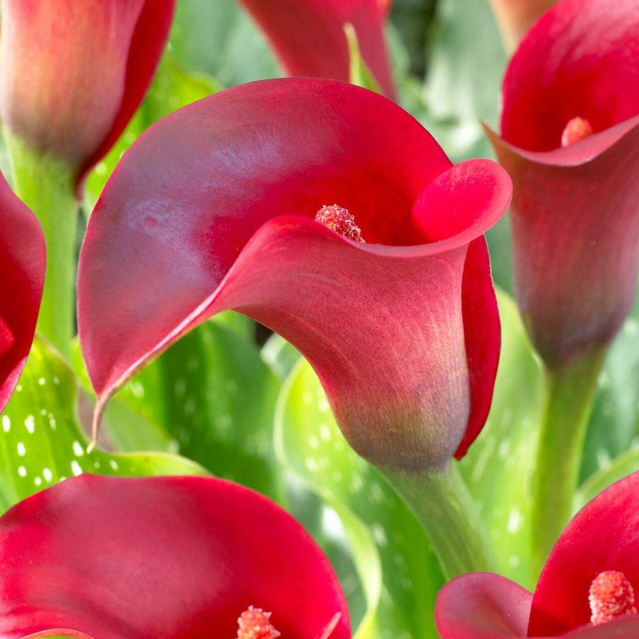Heirloom Zantedeschia Aethiopica Flower seeds for Planting Fragrant Blossoms Heirloom & GMO Free Seeds for Home Garden