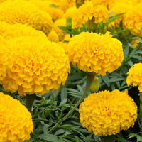 Marigold Tagetes erecta Seeds for Planting in Flower Bed and Home Garden