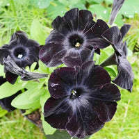 Black Pink Petunia Flower Seeds for Planting Heirloom NONGMO Easy to Grow Garden Blooms Hardy Variety 
 
 Sale