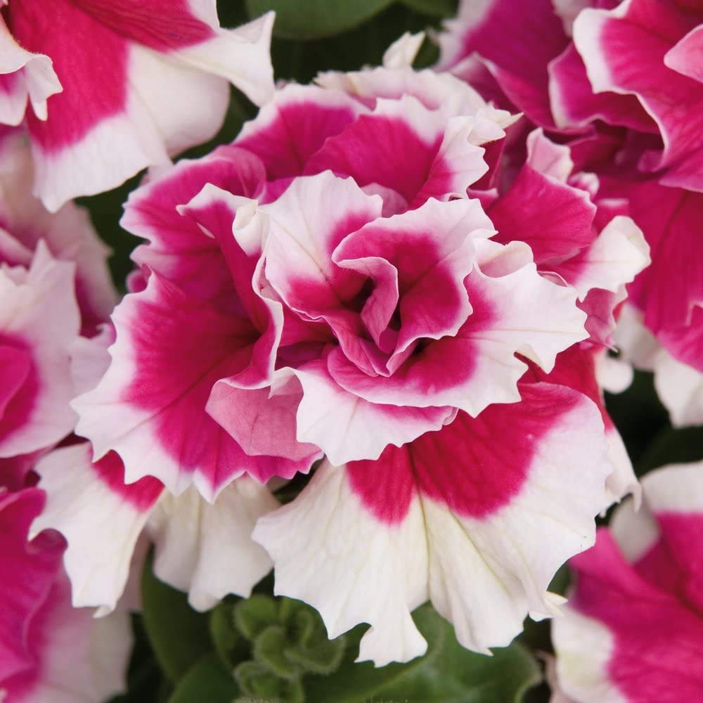 White Pink Double Petunia Flower Seeds for Planting  Seed for Lush Blooms, Ideal for Garden Beautification