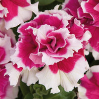 White Pink Double Petunia Flower Seeds for Planting  Seed for Lush Blooms, Ideal for Garden Beautification
