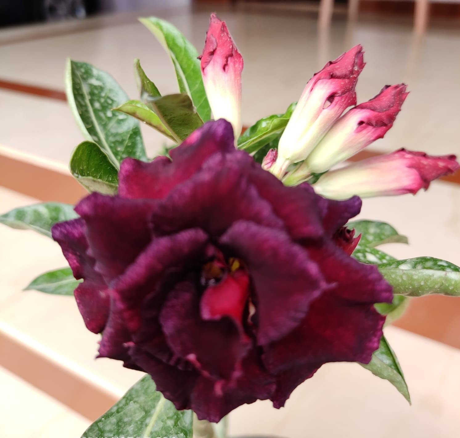 Maroon Adenium Flower seeds for Planting - Garden Favorite, Heirloom & GMO Free Seeds for Home Garden