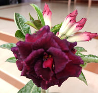 Maroon Adenium Flower seeds for Planting - Garden Favorite, Heirloom & GMO Free Seeds for Home Garden