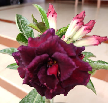 Maroon Adenium Flower seeds for Planting - Garden Favorite, Heirloom & GMO Free Seeds for Home Garden
