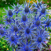 Blue Sea Holly Flower seeds for Planting - Seasonal Bloomer, Heirloom & GMO Free Seeds for Home Garden
 
 Sale