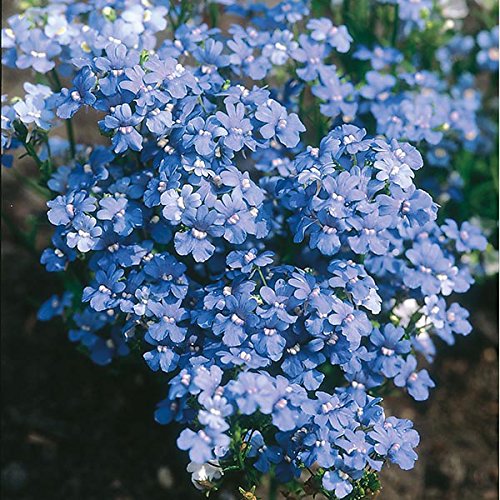 Fairy Mirror Blue Gem Flower seeds for Planting - Easy to Grow, Heirloom & GMO Free Seeds for Home Garden
