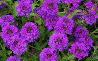 Purple Verbena Tenuisecta Flower seeds for Planting - Drought Tolerant, Heirloom & GMO Free Seeds for Home Garden