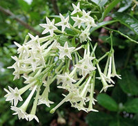 Cestrum Nocturnum Flower seeds for Planting Fragrant Blossoms Heirloom & GMO Free Seeds for Home Garden