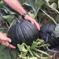 Black Pumpkin Seeds for Planting: Grow Your Own Vegetable Harvest