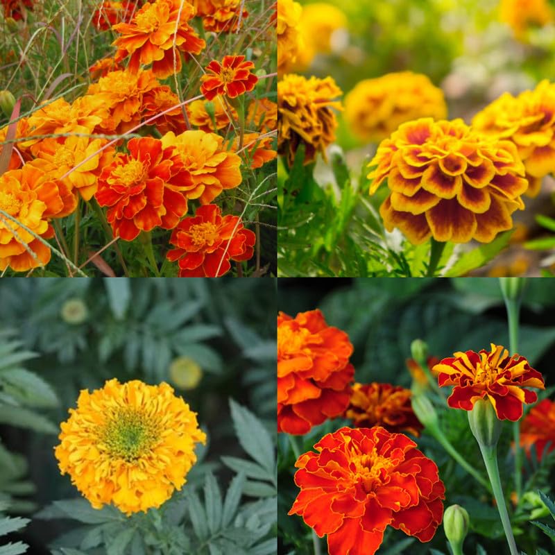 Marigold Mix Flower Seeds for Planting - Vibrant Annual Blooms