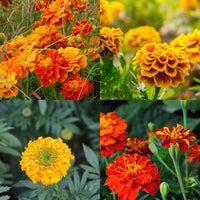 Marigold Mix Flower Seeds for Planting - Vibrant Annual Blooms
