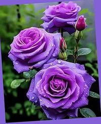 Pink Dark Violet MultiColor Rose Flower Seeds for Planting Hardy Variety Heirloom & GMO Free Seeds for Home Garden
 
 Sale