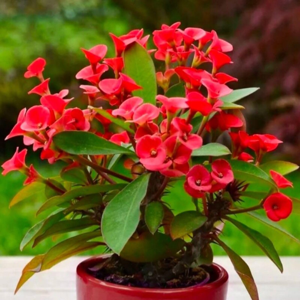 Red Euphorbia Milii Flower seeds for Planting Perfect for Borders Heirloom & GMO Free Seeds for Home Garden
 
 Sale