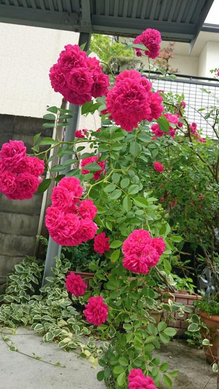 Dark Pink Rose Flower Seeds Compact Growth Heirloom & GMO Free Seeds for Home Garden
 
 Sale