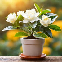 Jasmine Jasminum spp Flower Seeds for Planting in Garden and Indoor Garden