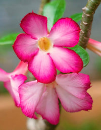 Adenium Obsum Soft Pink Flower Seeds – Elegant, Hardy Shrub for Garden Beauty