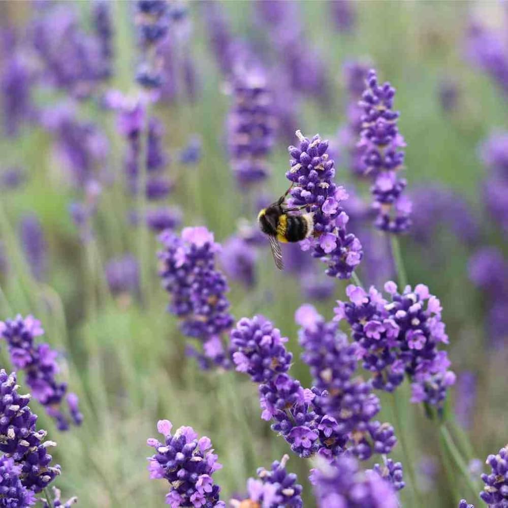 Lavender Provence Flower seeds for Planting - Cut Flower Favorite, Heirloom & GMO Free Seeds for Home Garden