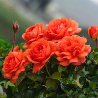 Dark Orange Rose Seeds for Planting  Vibrant Garden Blooms