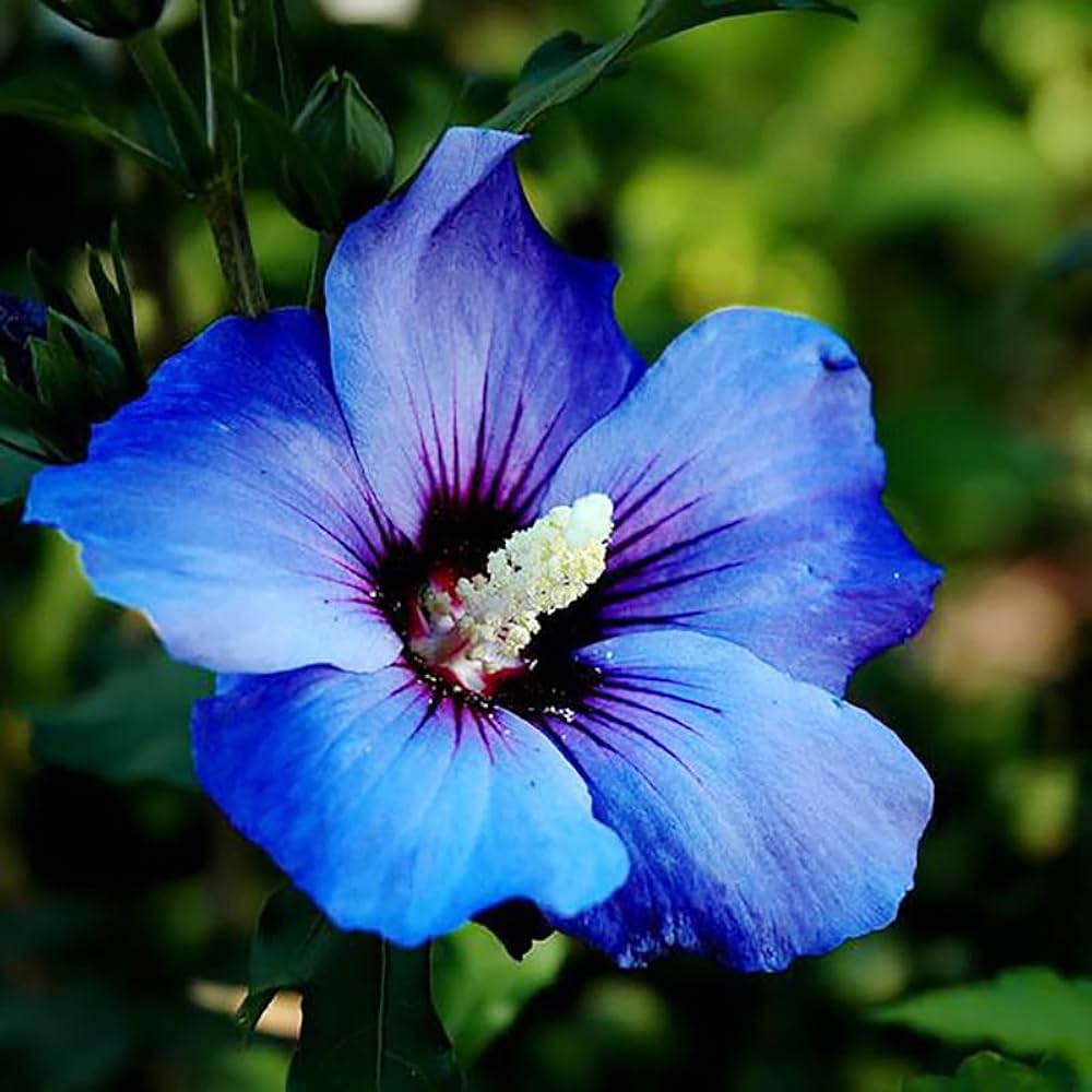 Blue White Hibiscus Flower seeds for Planting Sun Loving Heirloom & GMO Free Seeds for Home Garden 
 
 Sale