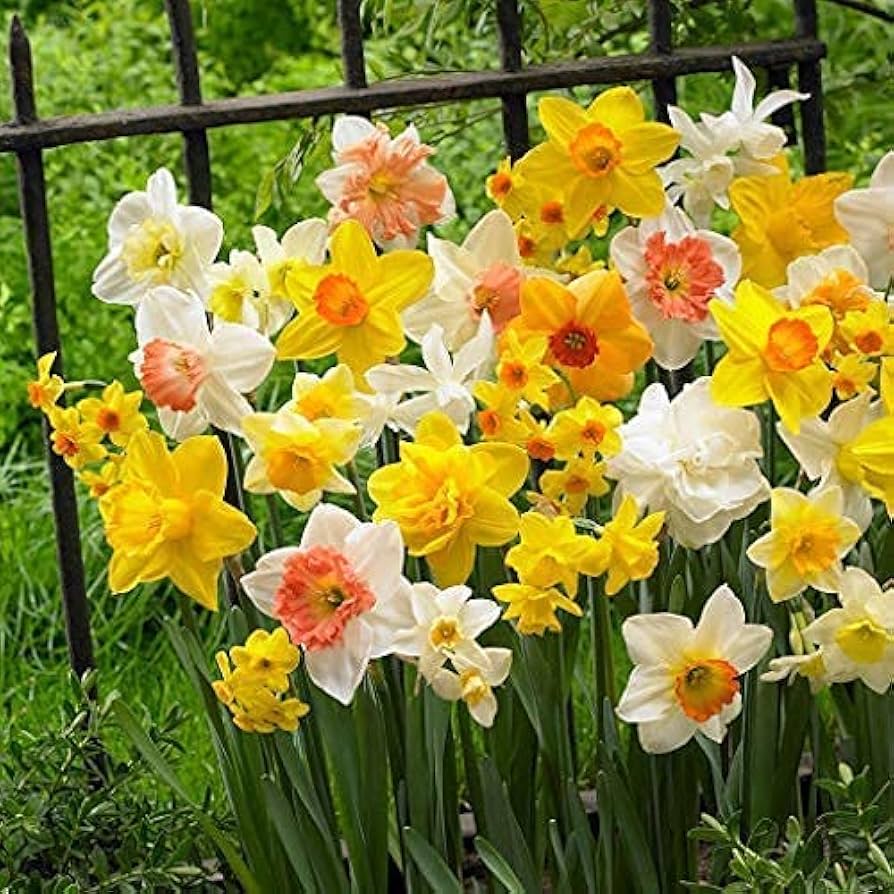 Double Mixed Petals Narcissus Daffodil Flower Seeds for Planting Hardy Variety Heirloom & GMO Free Seeds for Home Garden
 
 Sale