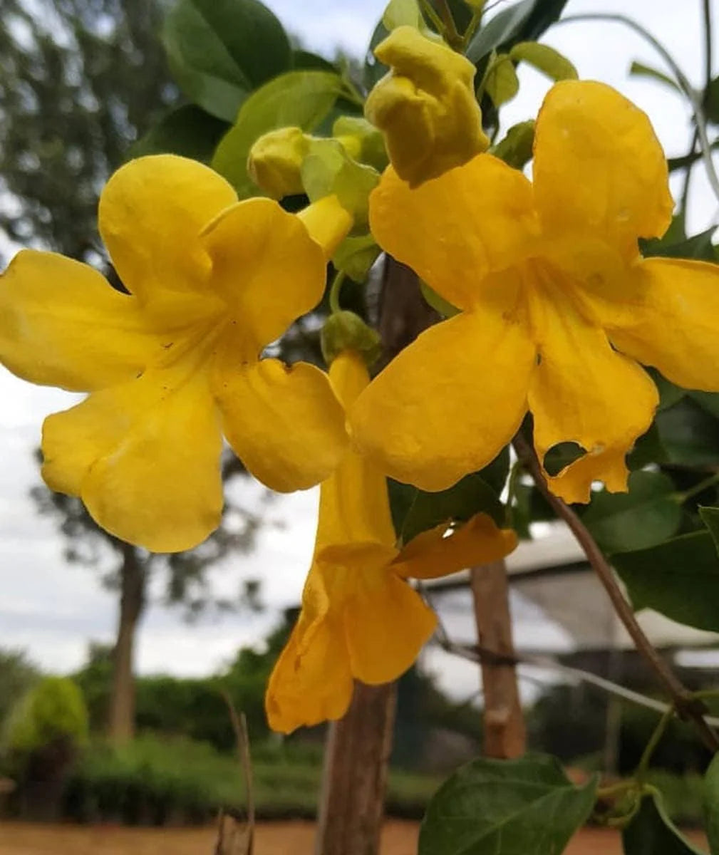 Macfadyena Unguis Flower seeds for Planting Colorful Display Heirloom & GMO Free Seeds for Home Garden