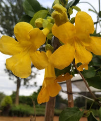 Macfadyena Unguis Flower seeds for Planting Colorful Display Heirloom & GMO Free Seeds for Home Garden