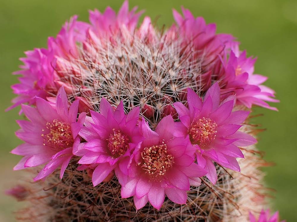 Pink Mammillaria Flower seeds for Planting - Garden Favorite, Heirloom & GMO Free Seeds for Home Garden