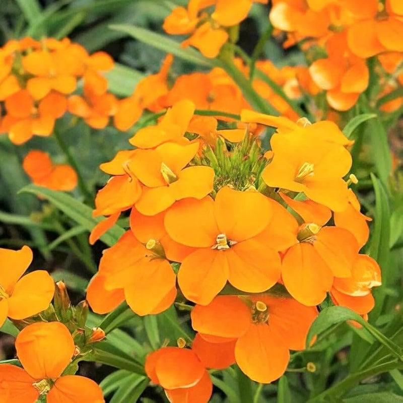 Orange Siberian Flower seeds for Planting - Bright Blooms, Heirloom & GMO Free Seeds for Home Garden