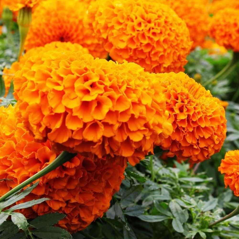 Orange Carnations Flower seeds for Planting - Shade Tolerant, Heirloom & GMO Free Seeds for Home Garden